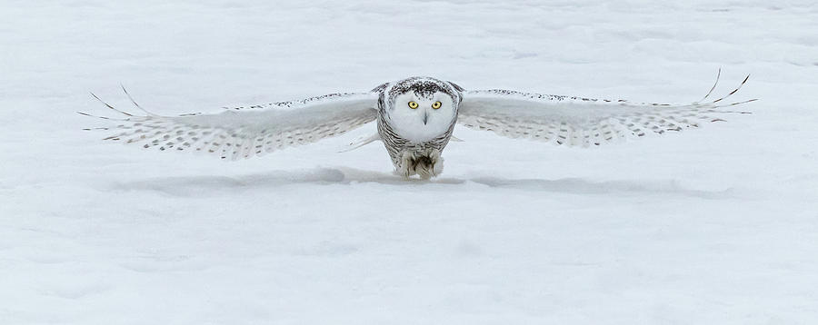 Snowy Owl Smooth Landing Photograph by Steven Upton