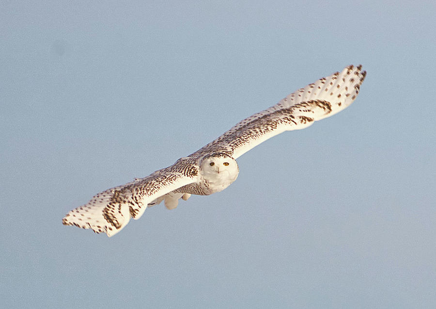 Snowy Owl Soaring Photograph by Kris Horton - Pixels