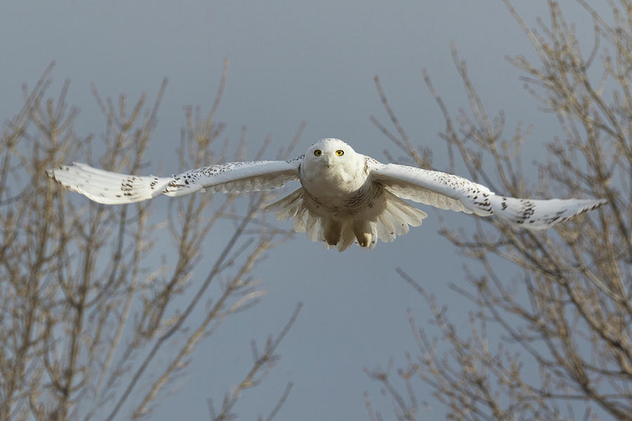 Snowy Owl Spreads Its Wings Photograph