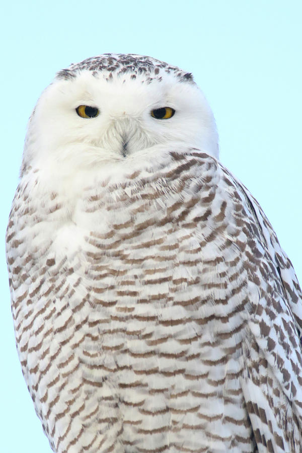 Snowy Owl Stare Photograph by Brook Burling