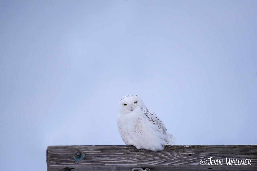 Snowy Owl Stare Photograph by Joan Wallner