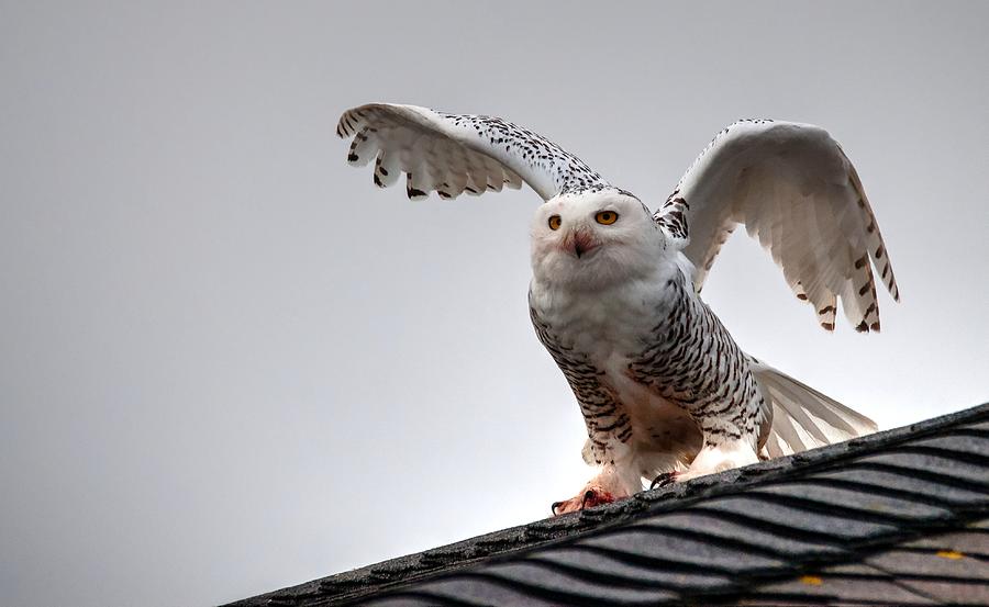Animal Photograph - Snowy Owl by Steve Brown