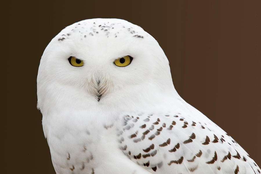 Snowy Owl Photograph by Steve Stuller