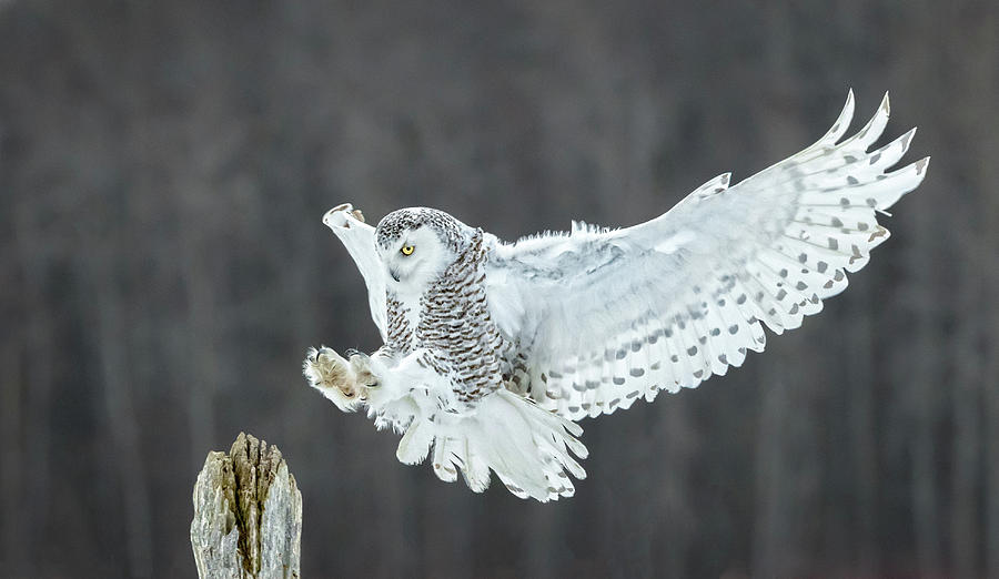 Snowy Owl Sticking the Landing Photograph by Steven Upton