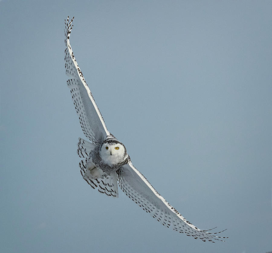 Snowy Owl straight on Photograph by Steven Upton