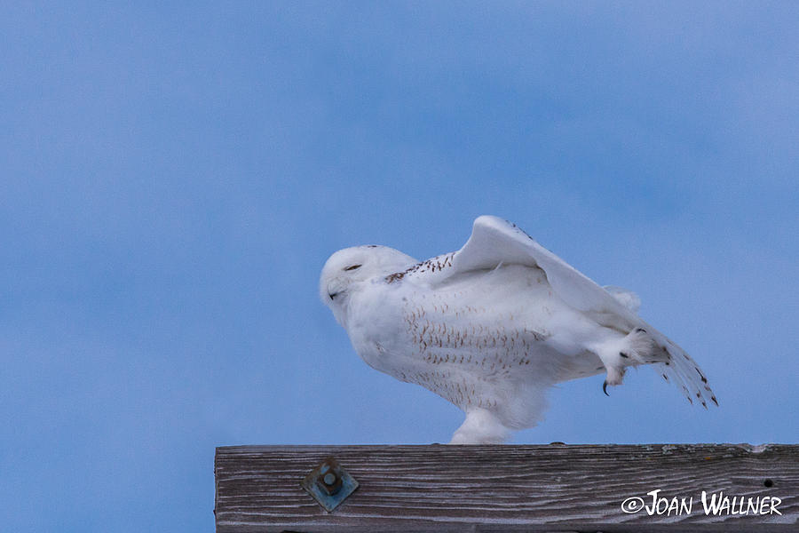 Snowy Owl Stretch Photograph by Joan Wallner