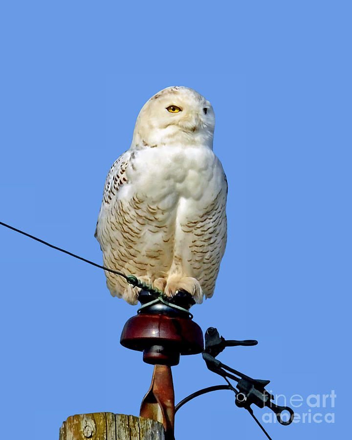 Snowy Owl Photograph by Sue Stefanowicz
