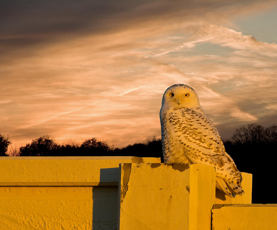Snowy Owl Sundown Photograph by Randall Branham
