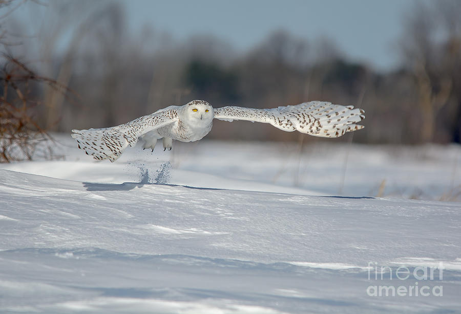 Snowy Owl Take Off Photograph by Cheryl Baxter