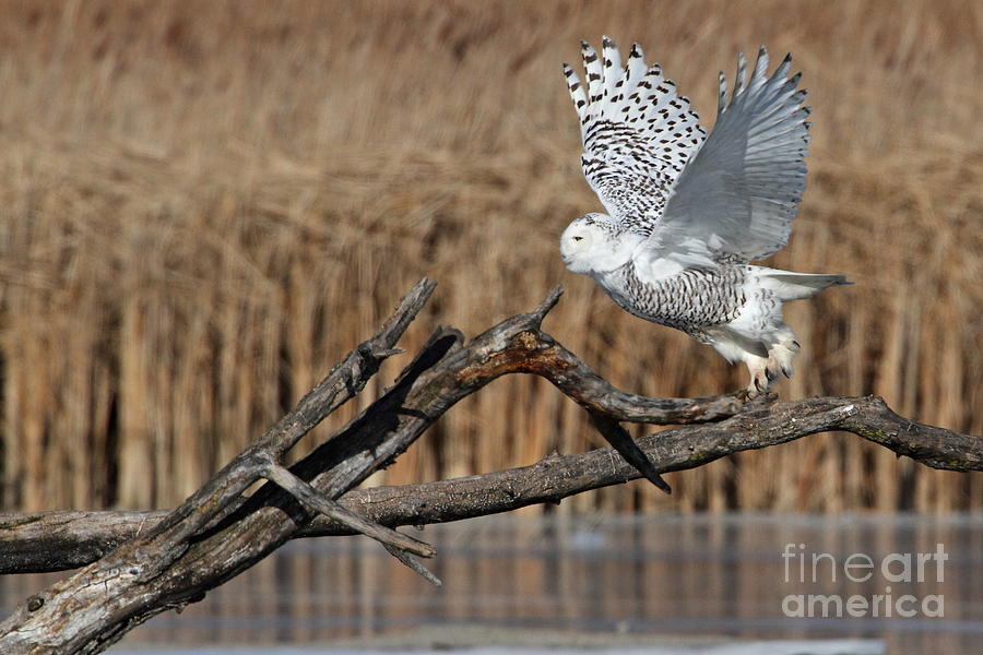 Nature Photograph - Snowy Owl takes flight by Dale Niesen