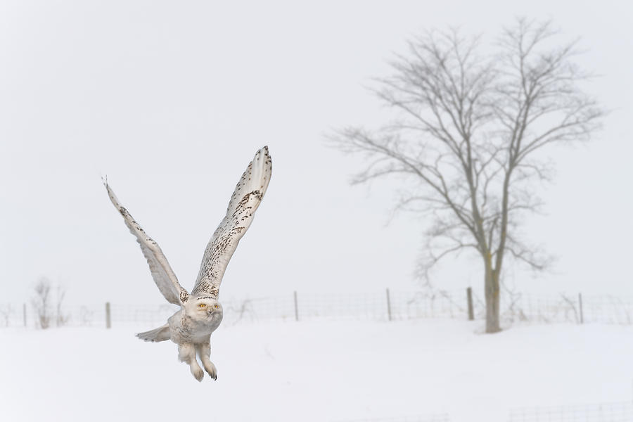 Snowy Owl takes Flight by Glenn Springer Snowy Owl takes Flight by Glenn Springer