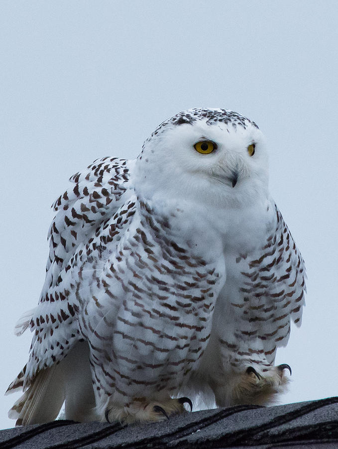 Snowy Owl Taking A Walk Photograph by Christine Russell - Fine Art America