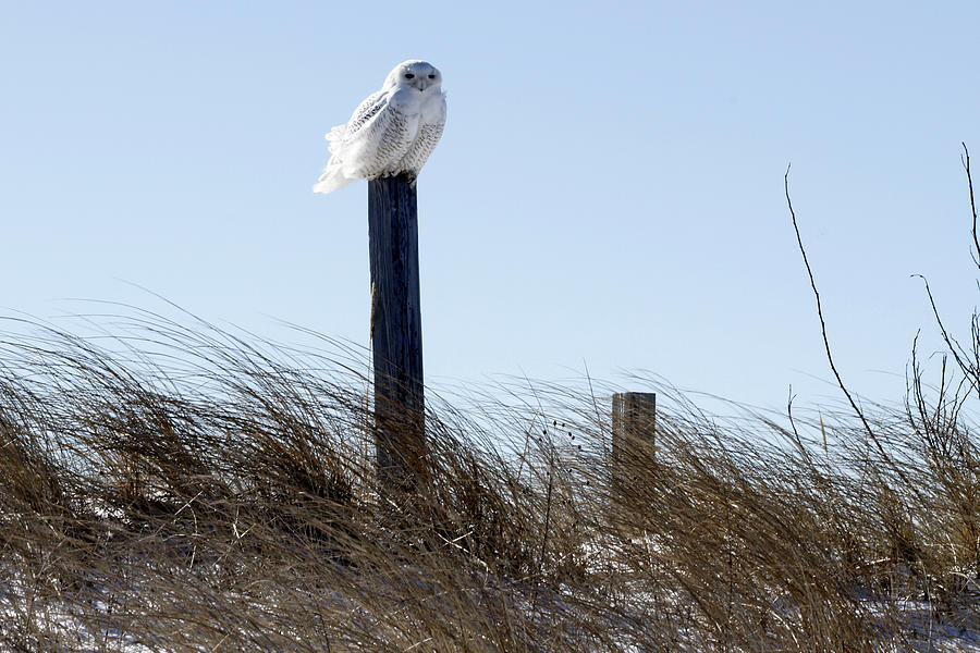 Snowy Owl Photograph by Thomas Sweeney