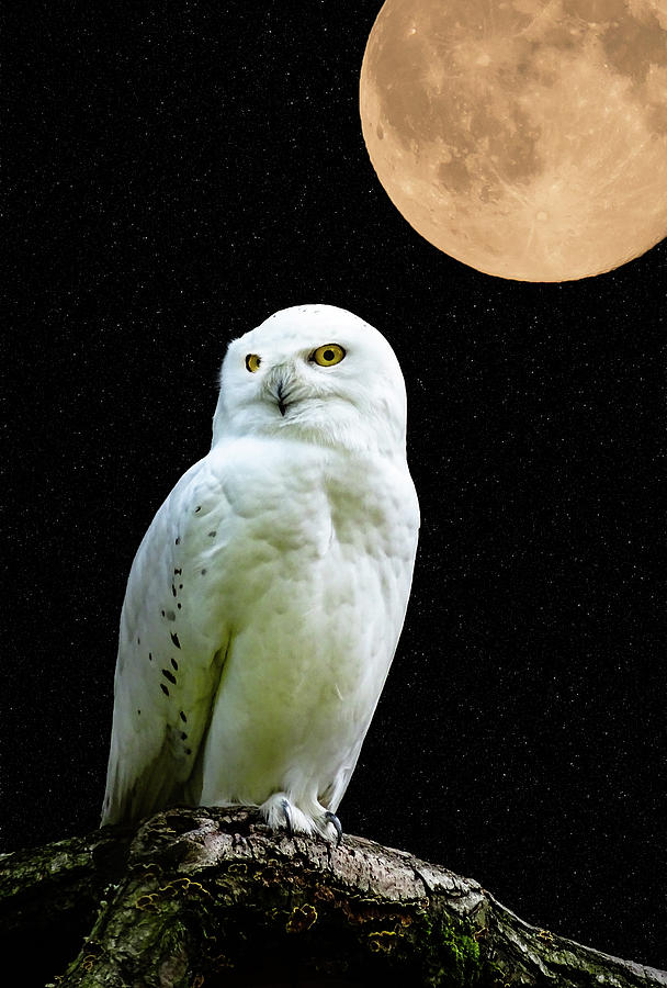 Snowy owl Under the Moon Photograph by Scott Carruthers