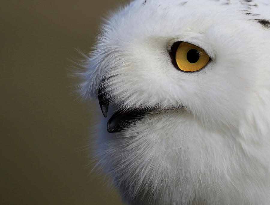 Snowy Owl Up Close Photograph by Steve McKinzie