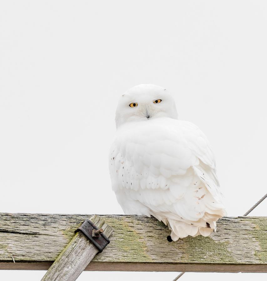 Wildlife Photograph - Snowy Owl by Victor Hiltz