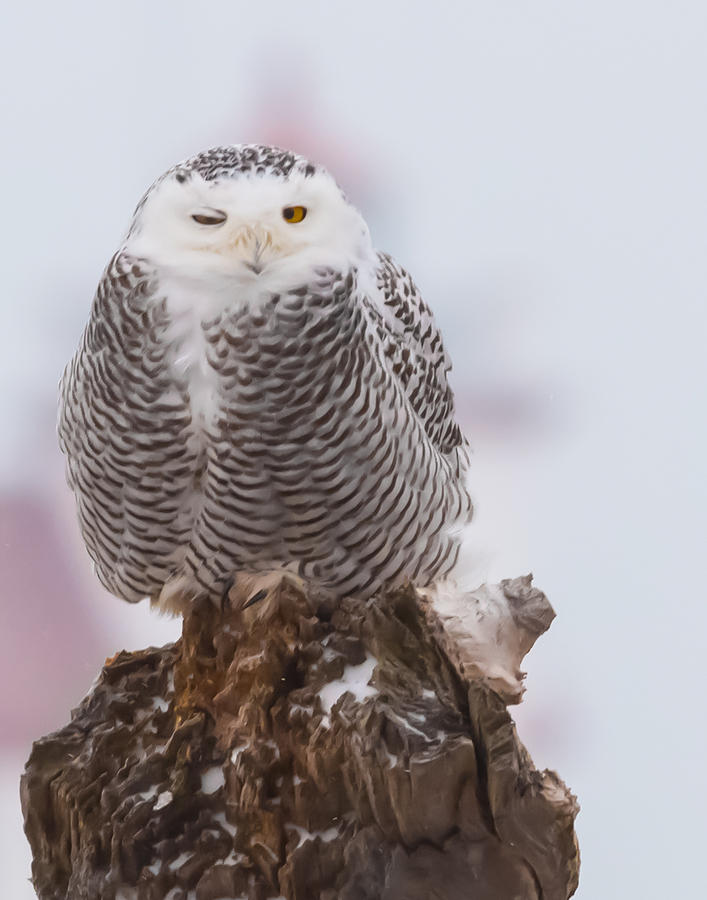 Snowy Owl winking Photograph by Richard Kopchock - Fine Art America