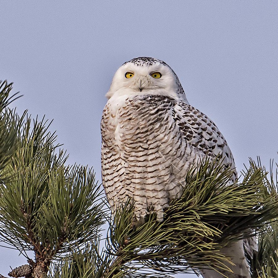 Snowy Owl Photograph by Winnie Chrzanowski
