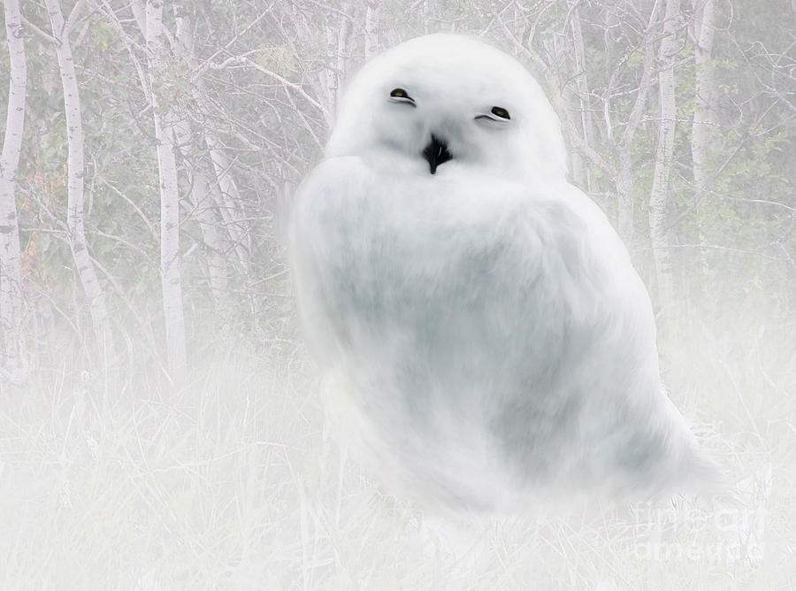 Snowy Owlet Painting by Elaine Manley