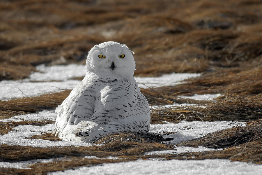 Snowy Owl,Marsh Photograph by Michael Hubley