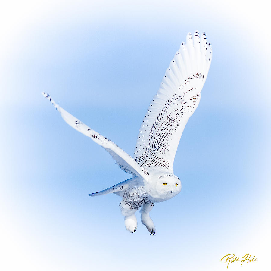 Snowy Owls on White Photograph by Rikk Flohr
