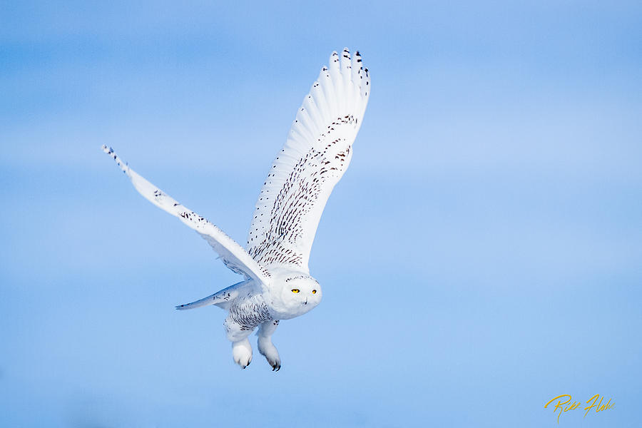 Snowy Owls Soaring Photograph by Rikk Flohr
