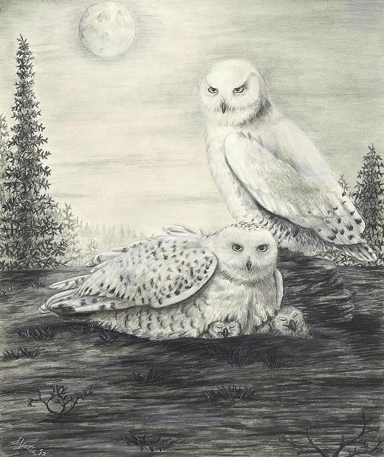Snowy Owls Drawing by Stephanie Yates
