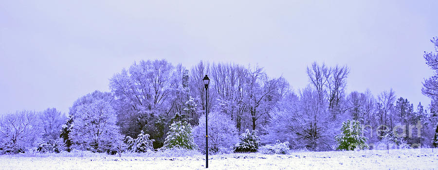 Tree Photograph - Snowy Panorama by Lydia Holly