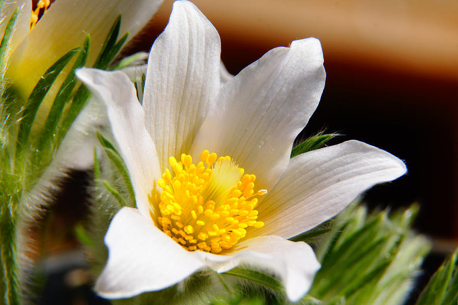 Spring Photograph - Snowy Pasque Flower by James Mikkelsen