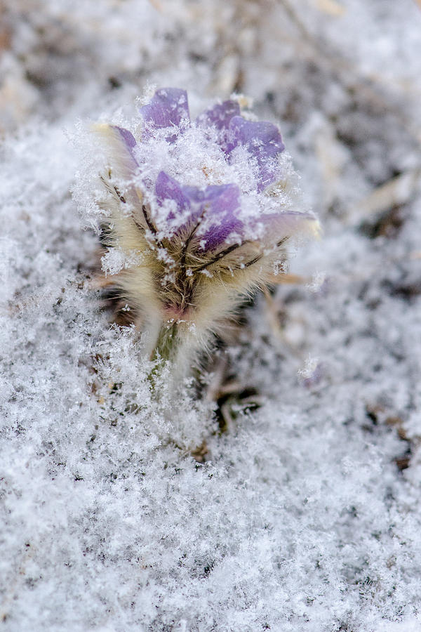 Snowy Pasqueflower Morning Photograph by Greni Graph