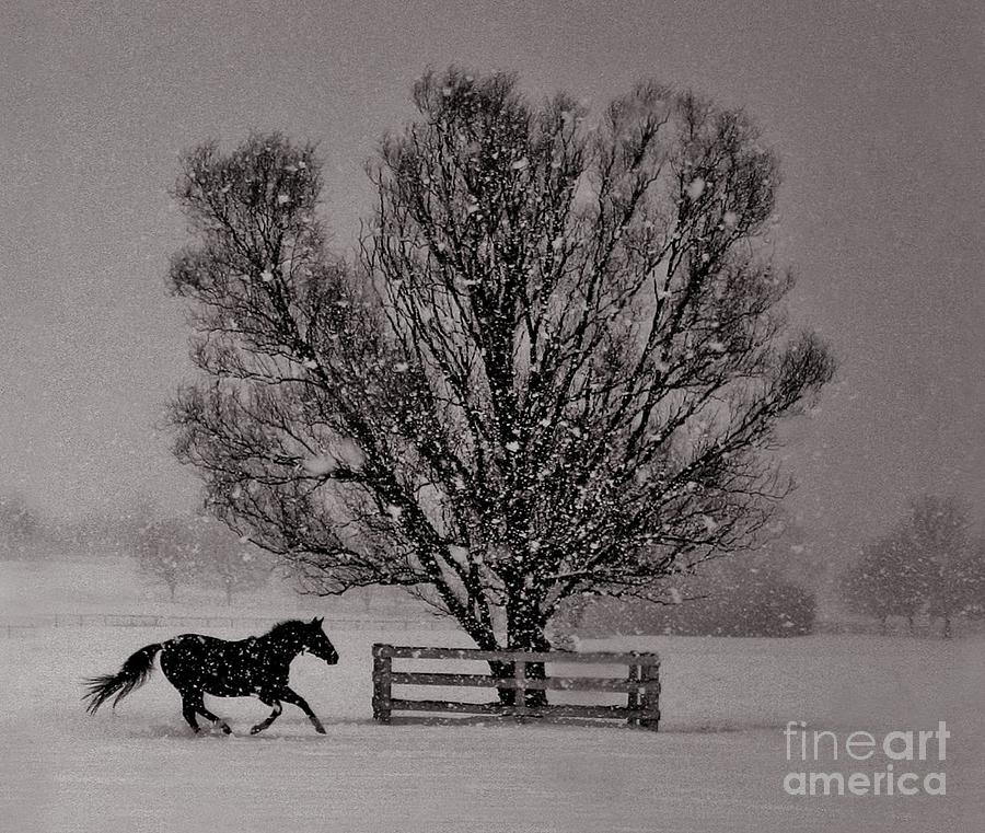 Horse Photograph - Snowy Pasture Gallop by Alexander Gureckis