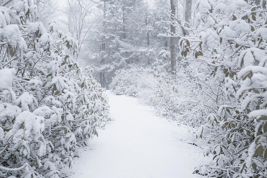 Snowy Path Photograph by Brian Hale