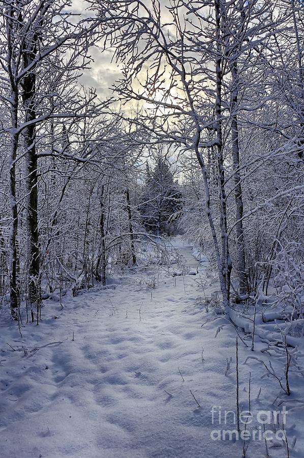 Snowy Path Photograph by Bryan Benson - Fine Art America