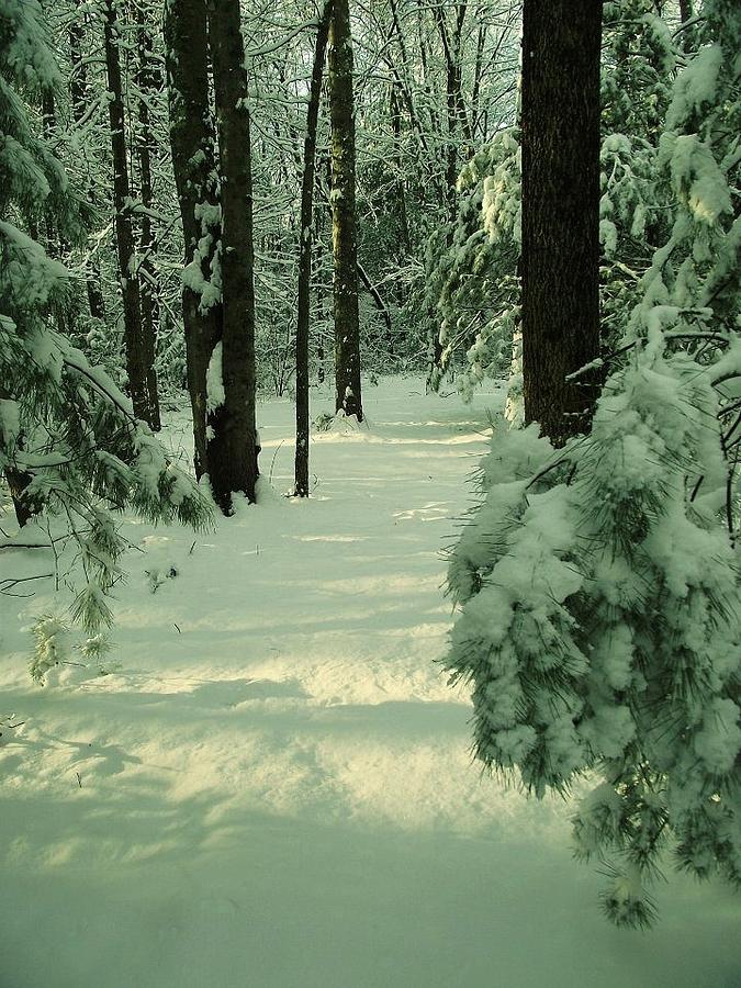 Snowy Path Photograph by Sharon Ellis - Fine Art America