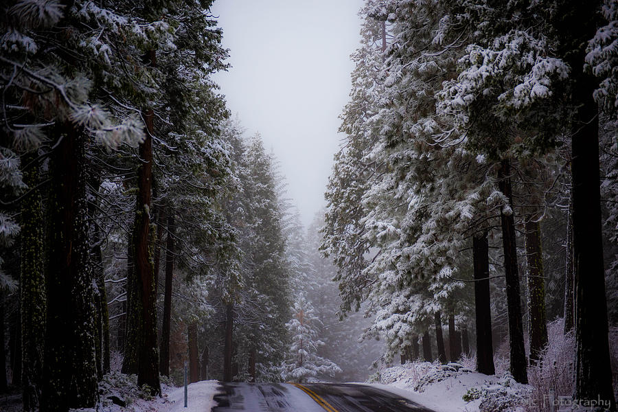 Snowy Path Photograph by Wendy Carrington