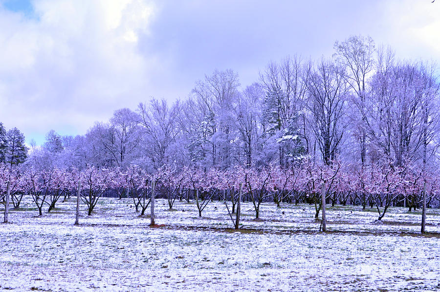 Snowy Peach Orchard 2 Photograph by Lydia Holly