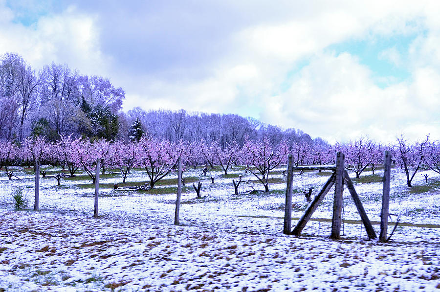 Snowy Peach Orchard Photograph by Lydia Holly