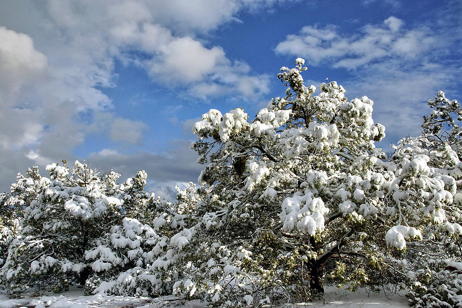 Snowy Pine Boughs Photograph by Leda Robertson