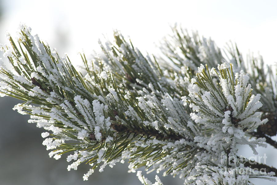 Snowy pine branch Photograph by Esko Lindell - Fine Art America