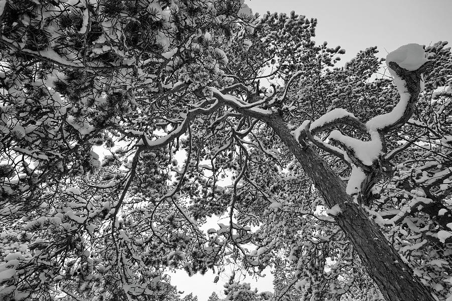 Nature Photograph - Snowy pine branches - monochrome by Ulrich Kunst And Bettina Scheidulin