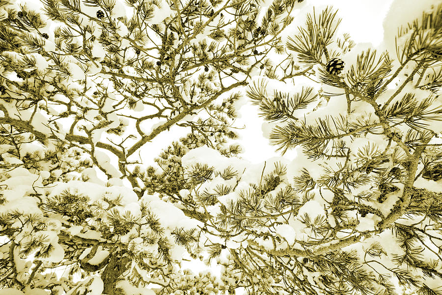 Snowy Pine Branches - Sepia Photograph
