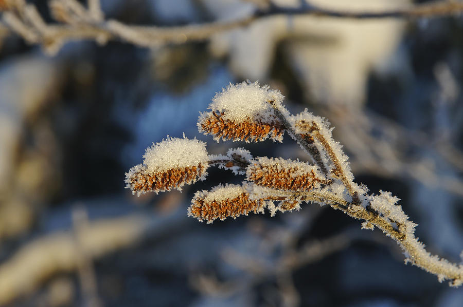 Snowy Pine Cone Photograph by Brian Kamprath