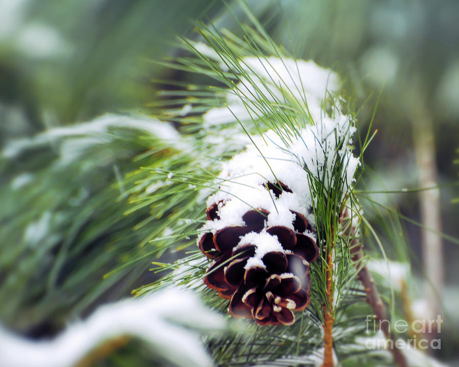 Snowy Pine Cone Photograph by Kerri Farley