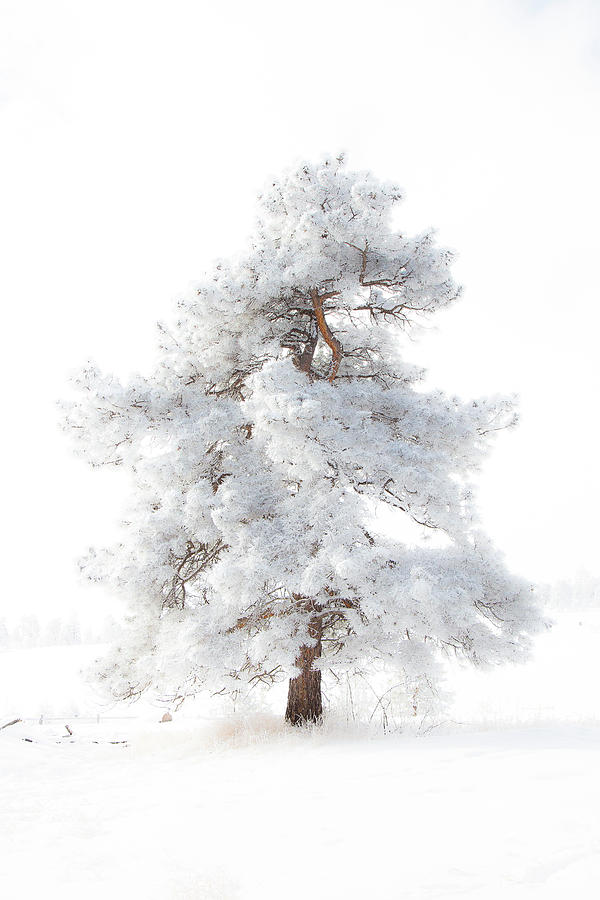 Snowy Pine Photograph by Lowell Monke
