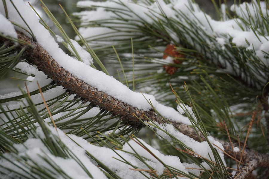 Snowy Pine Tree Limb Photograph by Susan Brown - Pixels