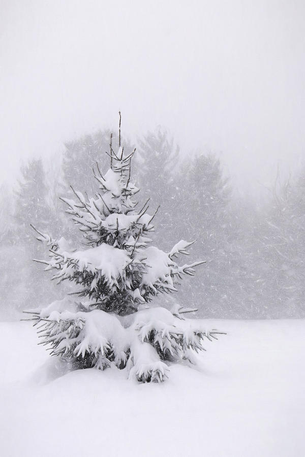 Winter Photograph - Snowy Pine Tree by Lori Deiter