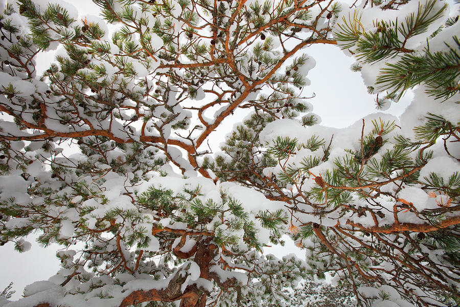 Snowy Pine Tree Pattern Photograph