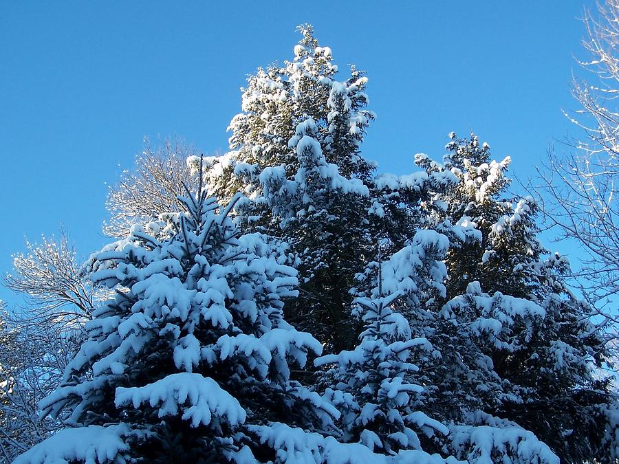 Snowy Pines - Blue Sky Photograph by Holly Eads - Fine Art America