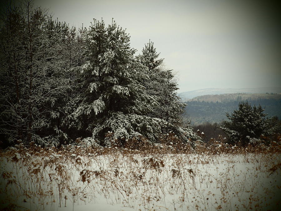 Tree Photograph - Snowy Pines by Tammy Bullard