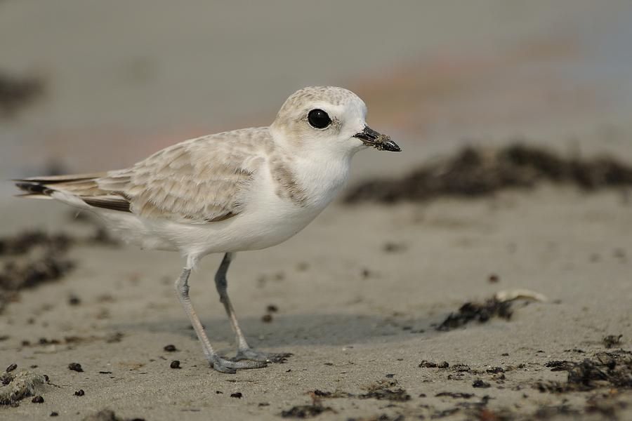 Snowy Plover at Jetty Park Photograph by Bradford Martin